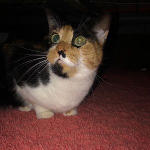 Meet your Posher, Justine